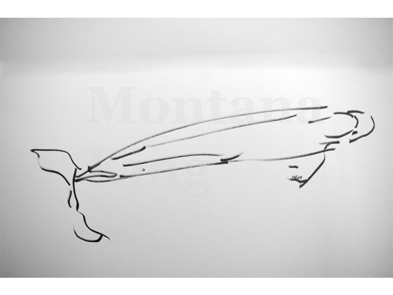 montana-drawing-1